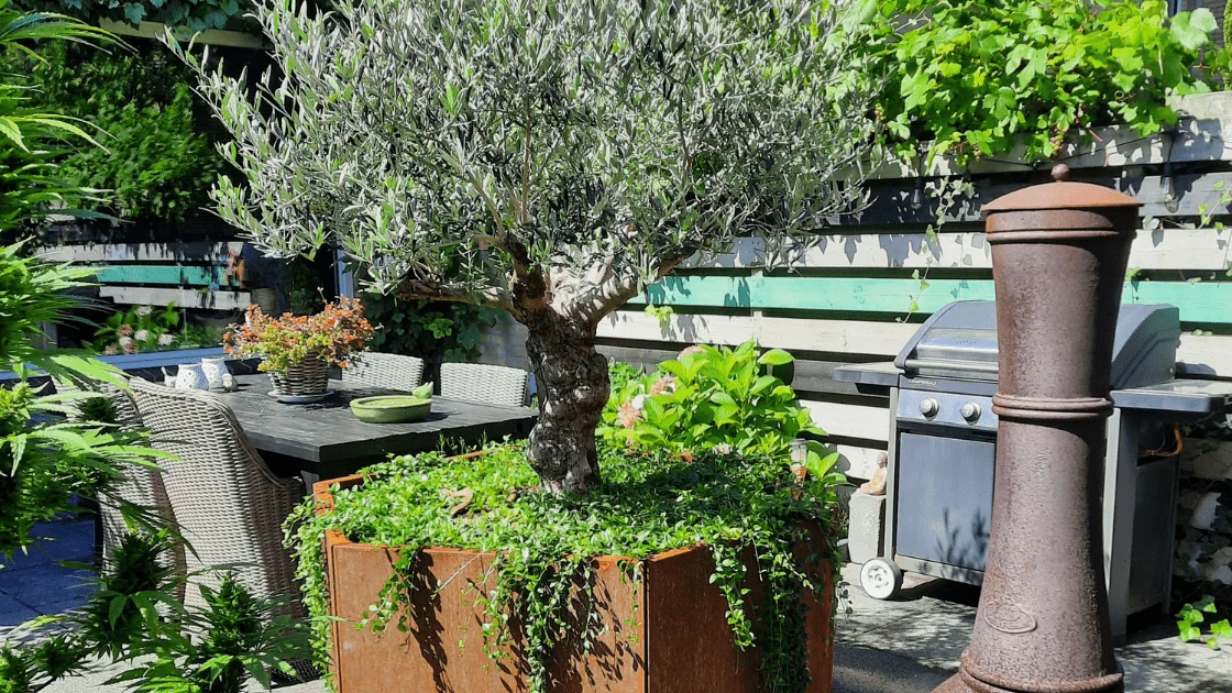 Ελιά σε μεγάλη γλάστρα: πώς να επιλέξετε τη σωστή γλάστρα και συμβουλές φροντίδας